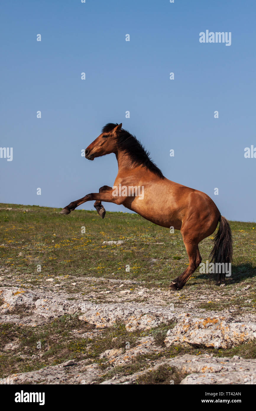 Beautiful young red horse rearing up at sunny day in summer Stock Photo