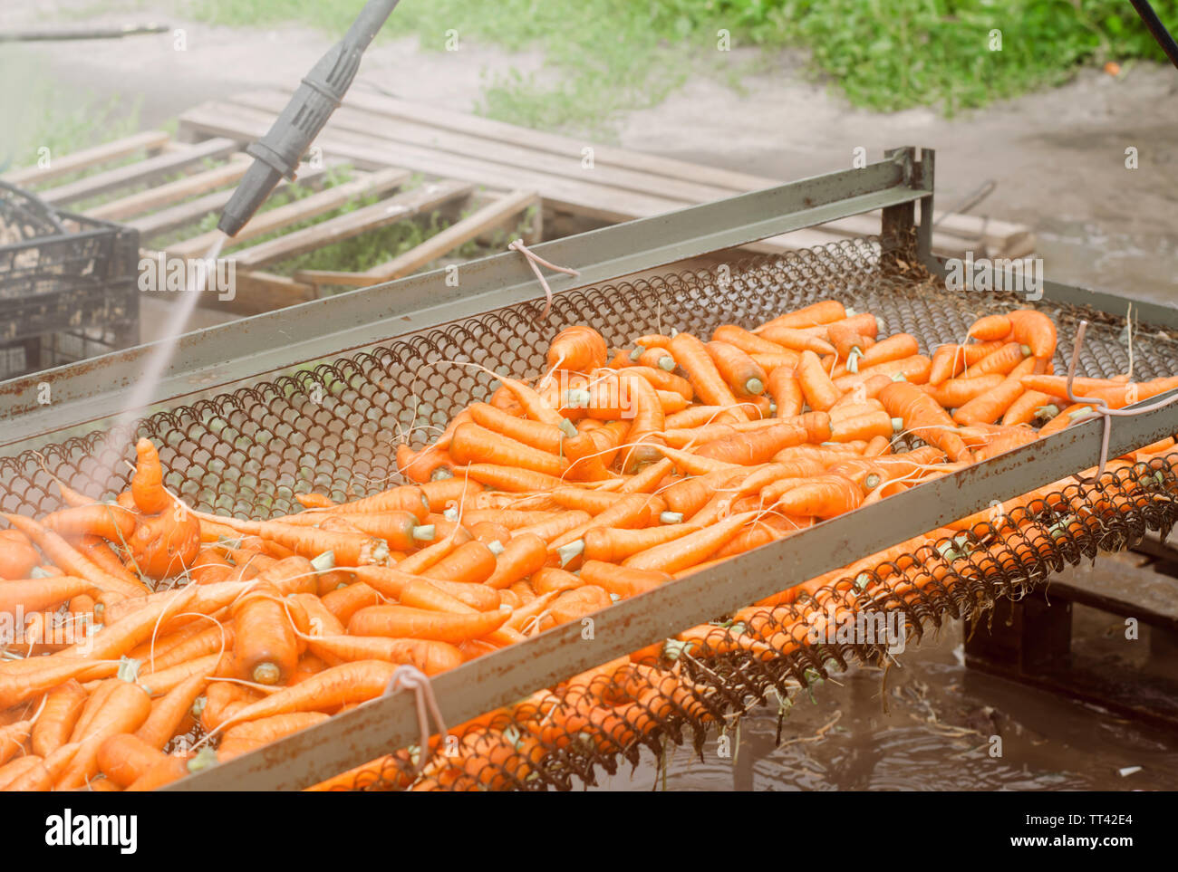Cleaning Carrots High Resolution Stock Photography and Images - Alamy