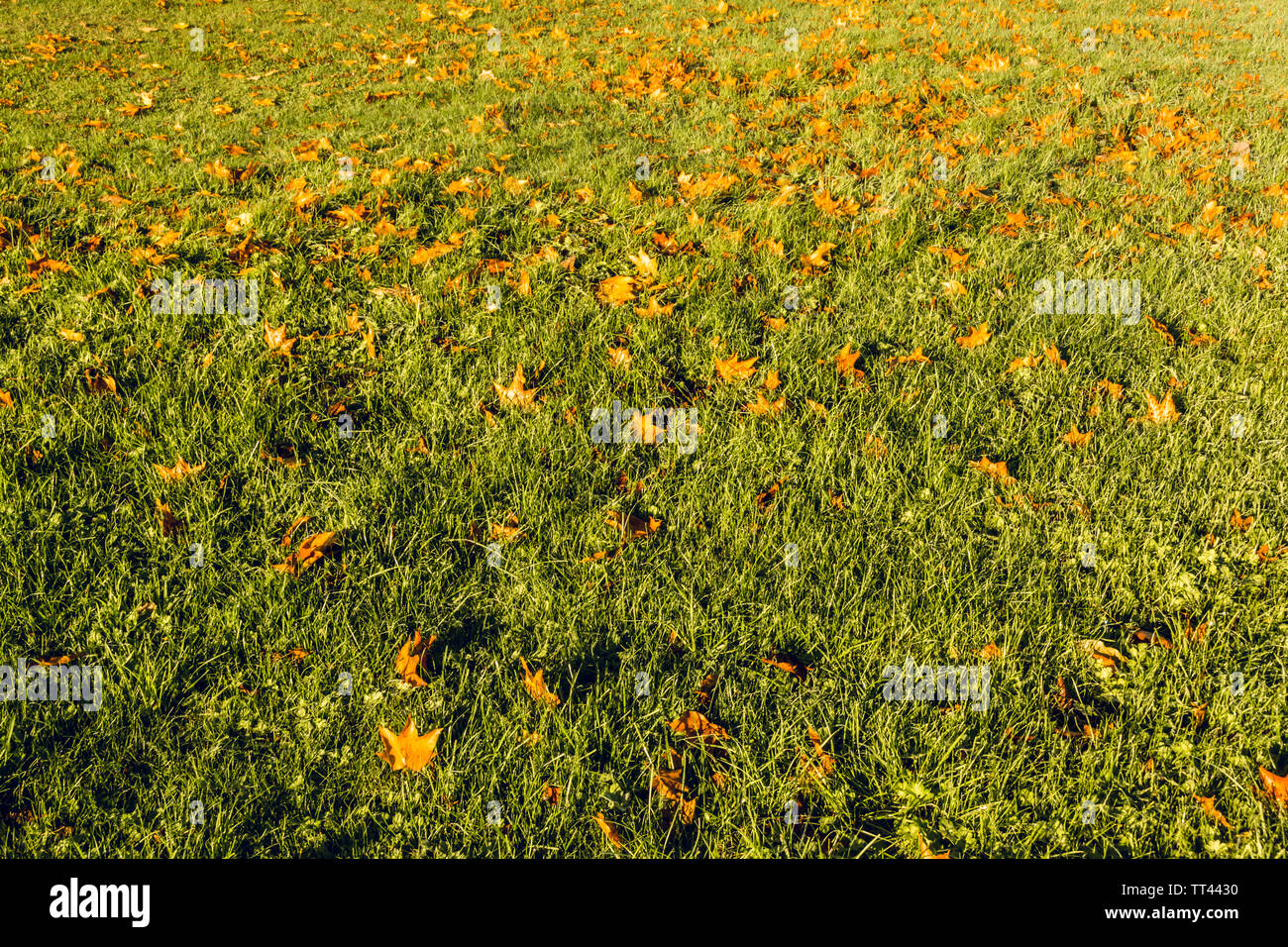 Autumn leaves fallen on the grass field 2 Stock Photo - Alamy