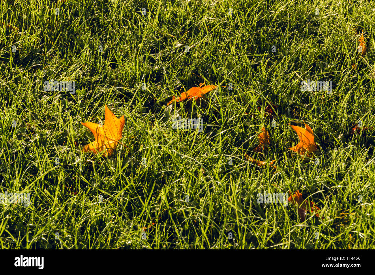 Autumn leaves fallen on the grass field in the morning Stock Photo - Alamy
