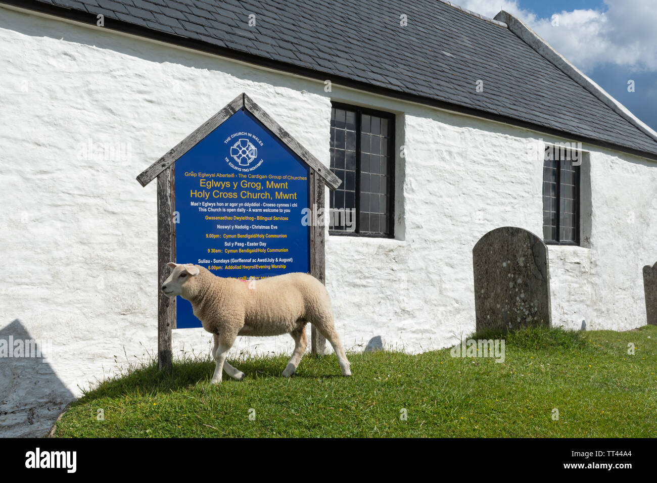 The Church of the Holy Cross (Welsh: Eglwys y Grog), an example of a medieval sailor's chapel of ease, at Mwnt Bay, Ceredigion, Wales Stock Photo