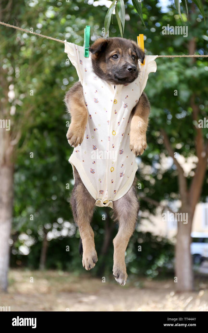 Puppy Using String Puppy dressed in clothes for children and hung on the rope with clothes ...