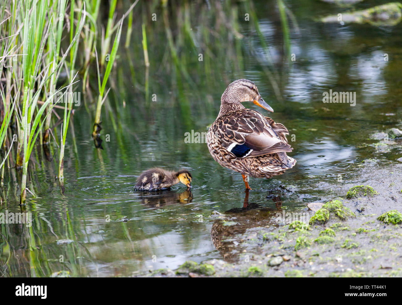Duck and reeds hi-res stock photography and images - Alamy