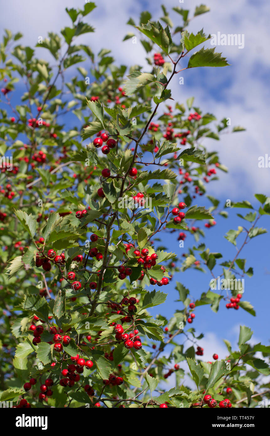 Shrub with many red hawthorn berries and green leaves in the background of the blue sky Stock Photo