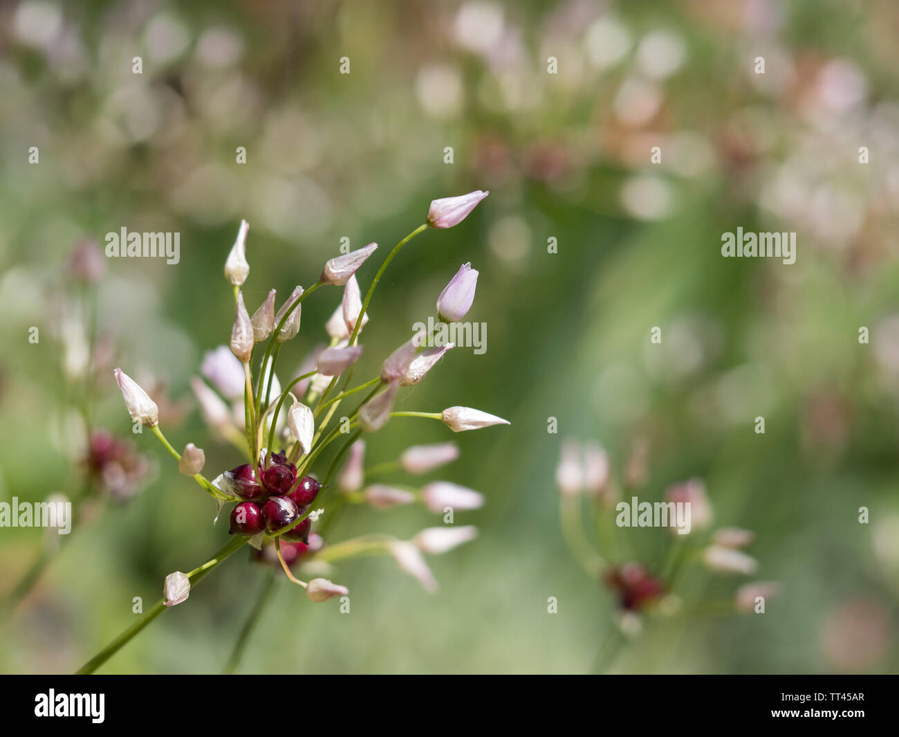 a close up detail view of allium oleraceum wild field garlic onion in flower flowering with bokeh background Stock Photo