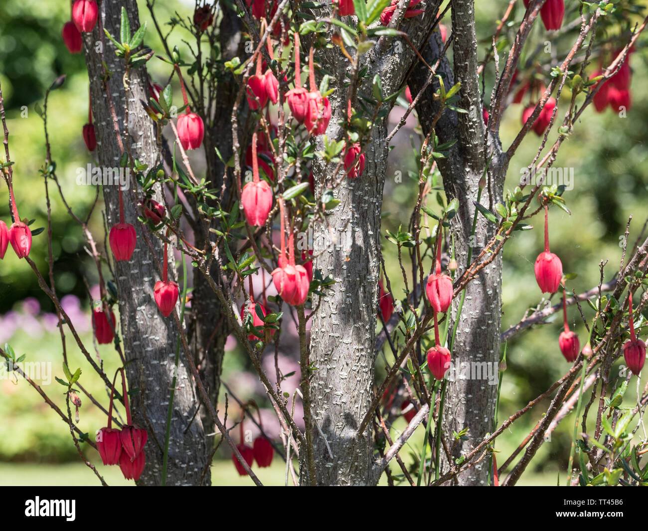 a close up branch of bright vivid crimson red Chilean lantern tree flowers with bokeh background Stock Photo
