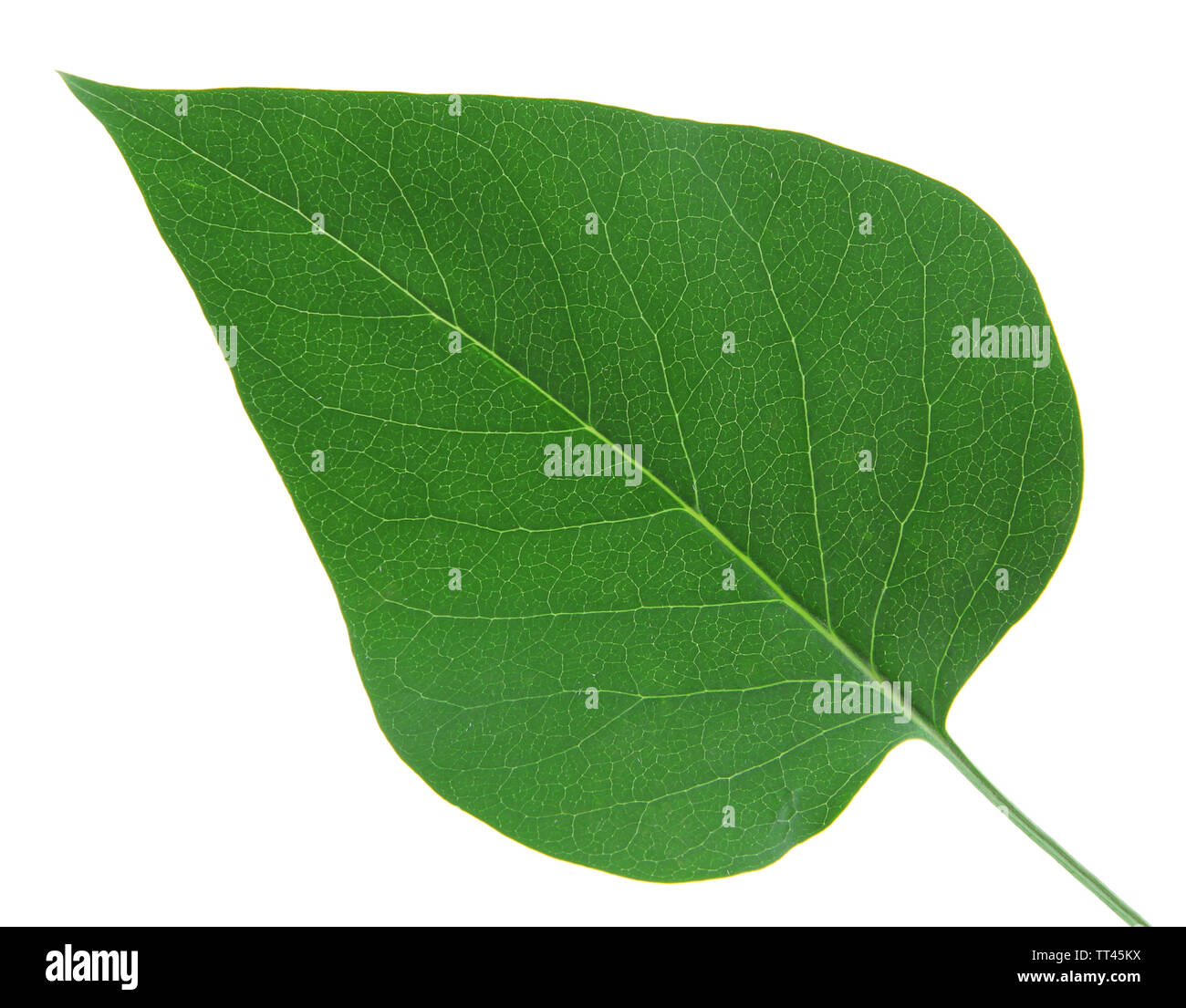 Green leaf on white background isolated Stock Photo - Alamy