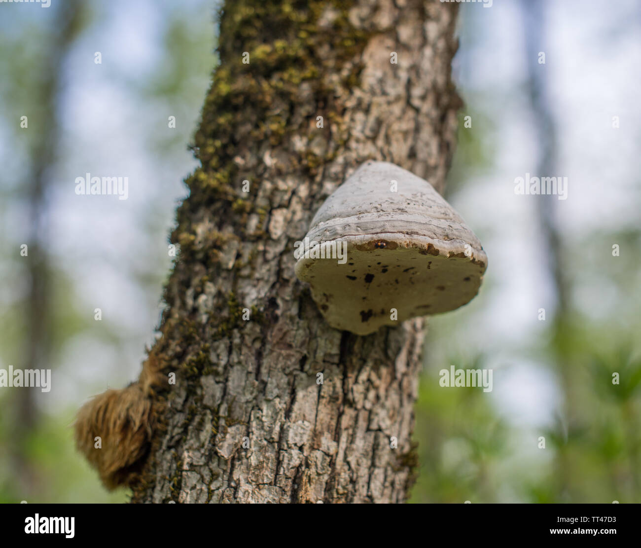 Oak tree fungus disease hi-res stock photography and images - Alamy