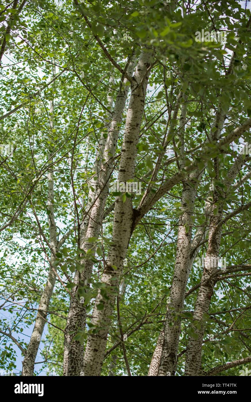 Trunks of aspen trees Stock Photo Alamy
