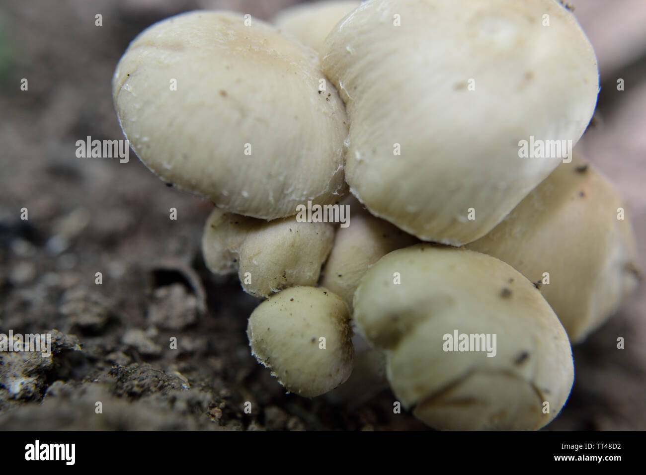 Psathyrella candolleana, Pale Brittlestem mushroom Stock Photo Alamy