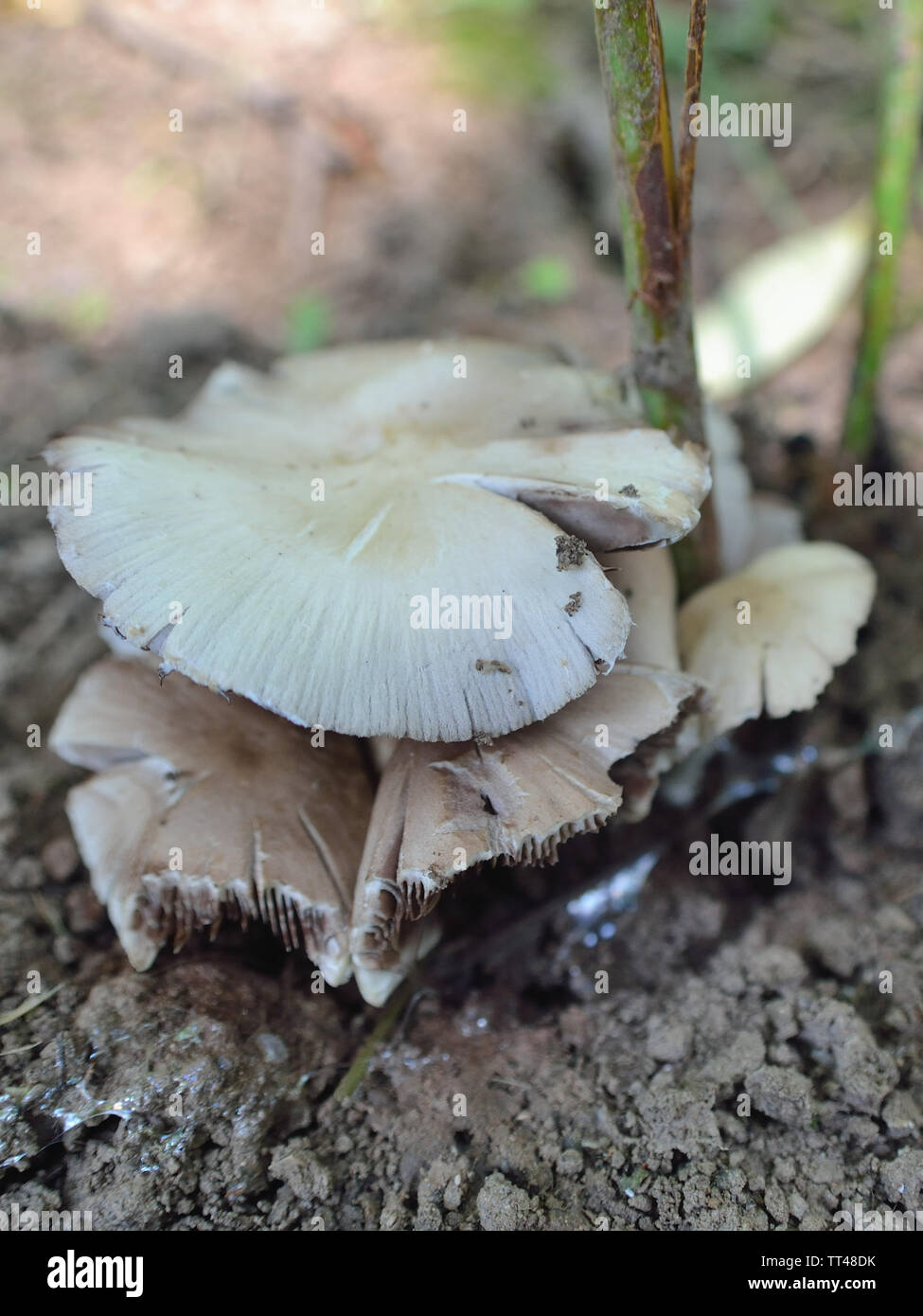 Psathyrella candolleana, Pale Brittlestem mushroom Stock Photo Alamy