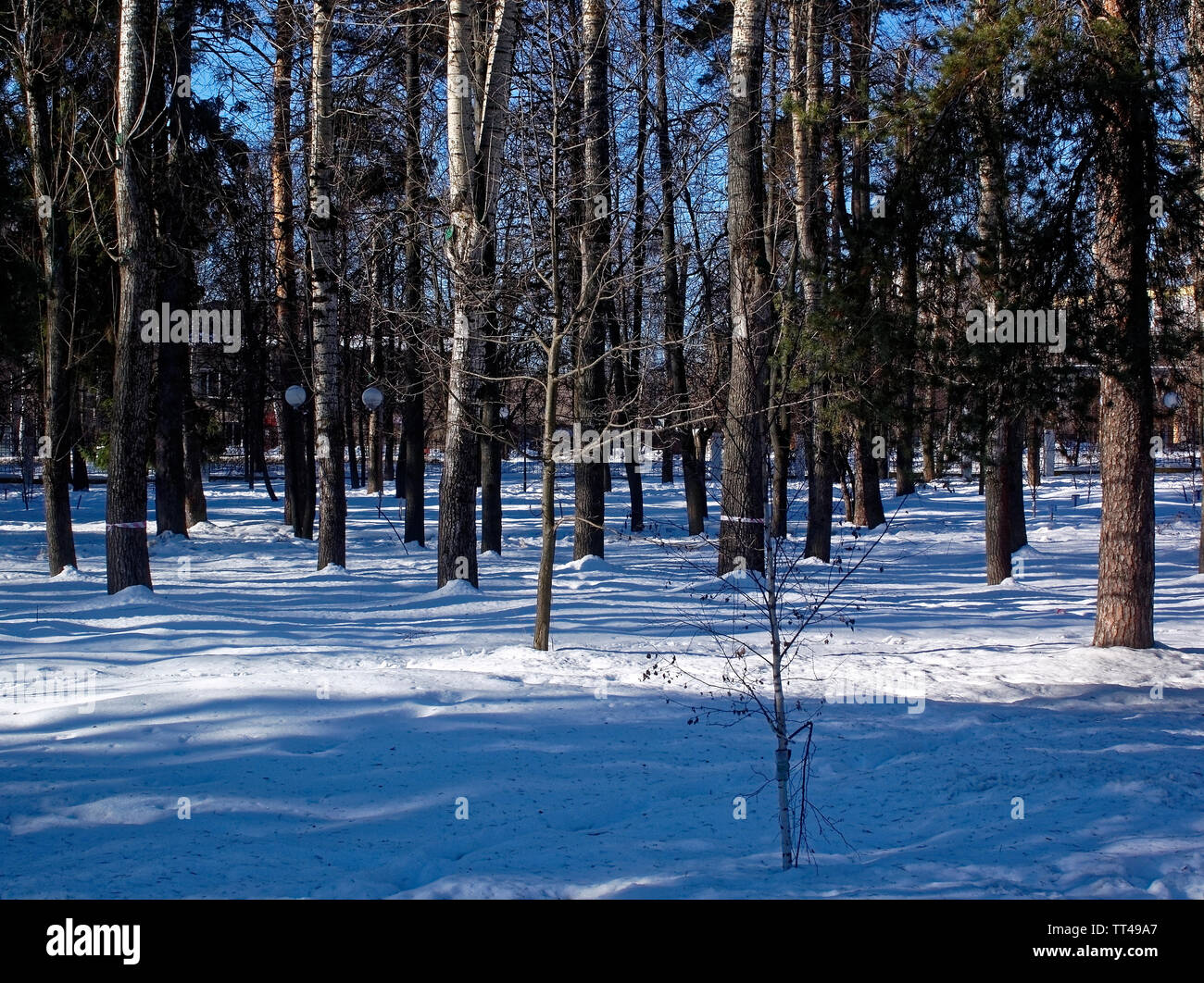 shadows of trees in the snow in the Park in winter, Moscow Stock Photo ...
