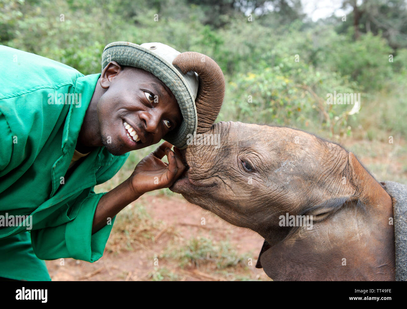 Orphan Baby Elephants at the David Sheldrick Wildlife Trust in Nairobi Kenya Stock Photo