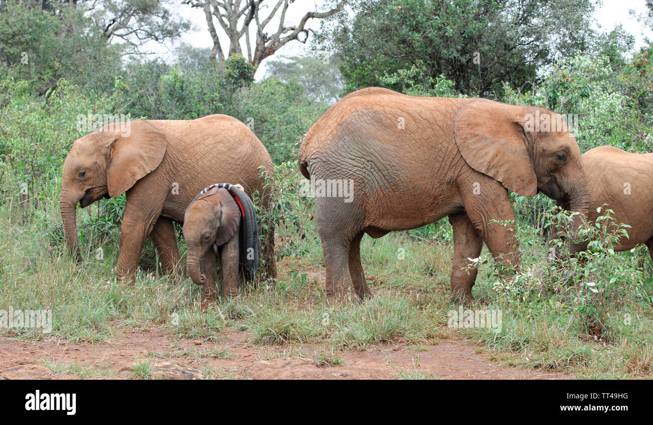 Baby Elephant at The Sheldrick wildlife Trust in Nairobi Kenya Stock Photo