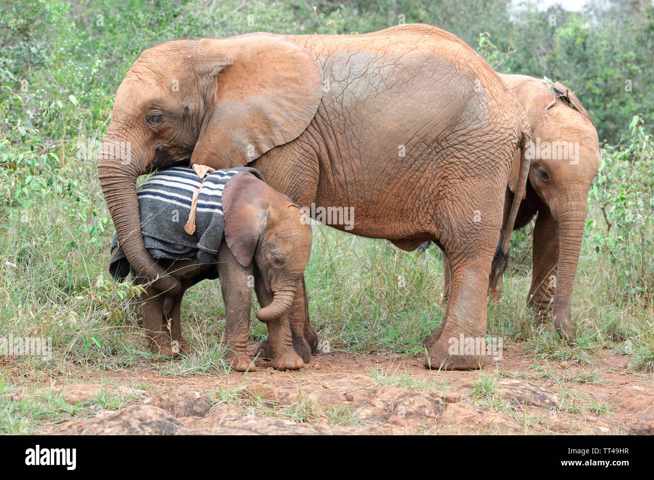 Orphan Baby Elephants at the David Sheldrick Wildlife Trust in Nairobi