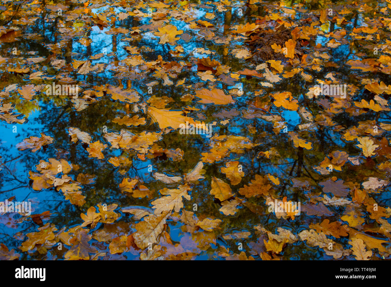 Blue sky with blue pond water hi-res stock photography and images - Alamy