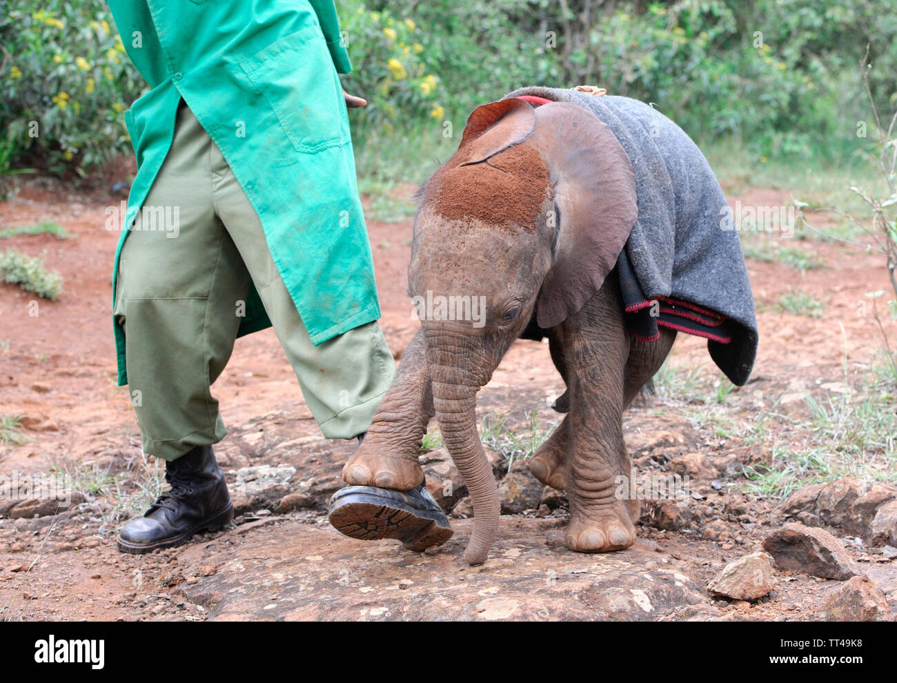 Orphan Baby Elephants at the David Sheldrick Wildlife Trust in Nairobi Kenya Stock Photo