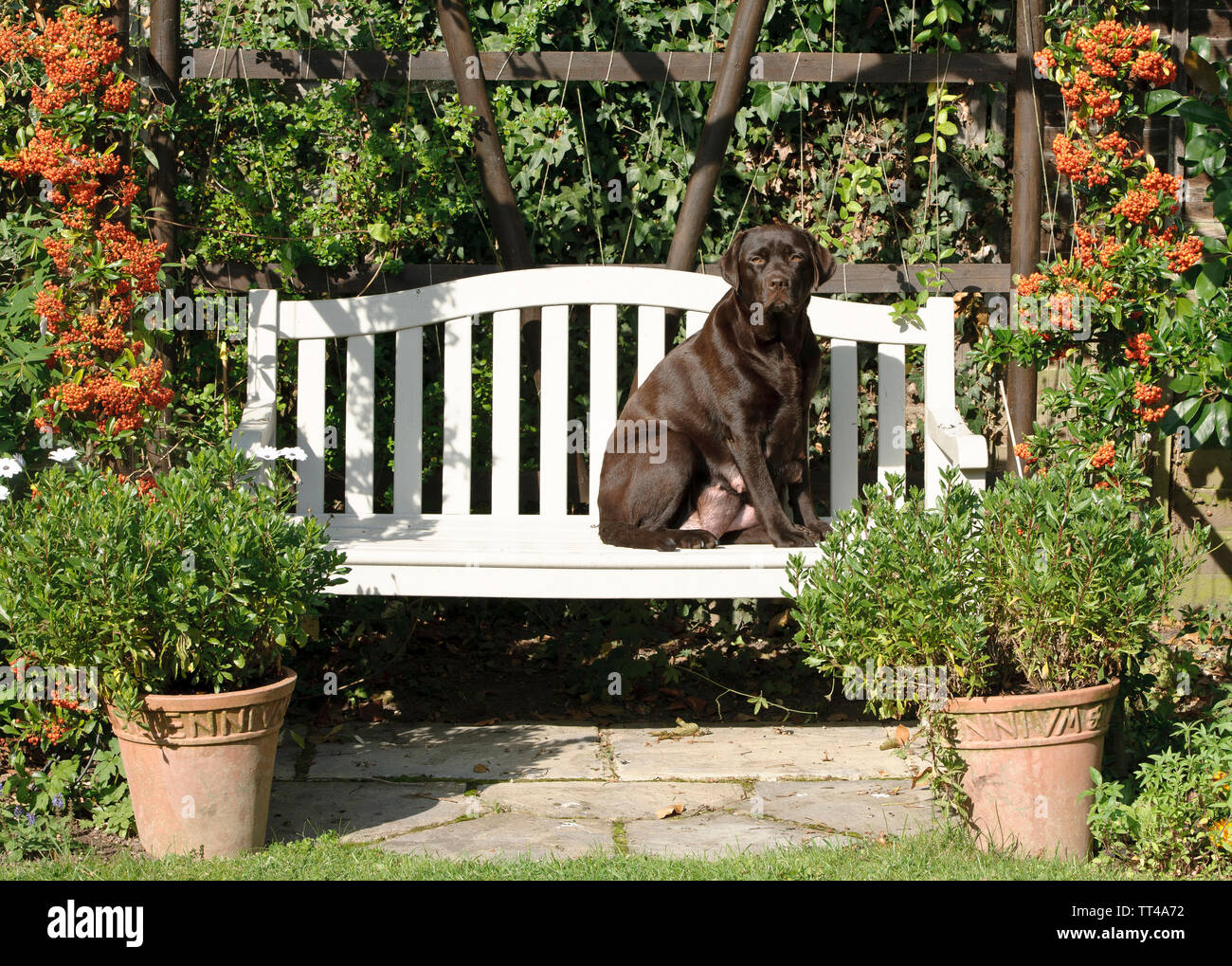 Female Chocolate Labrador dog sitting on a garden bench surrounded by orange Pyracantha shrubs