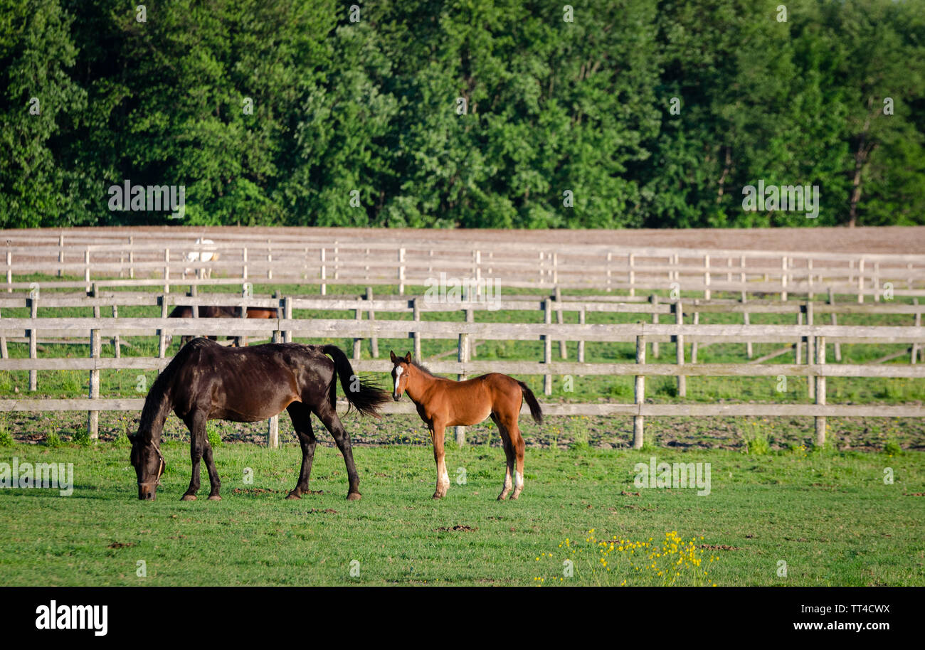 a mare and foal enjoying the cool evening in the pasture on a late spring day in South Western Ontario rural roads Stock Photo