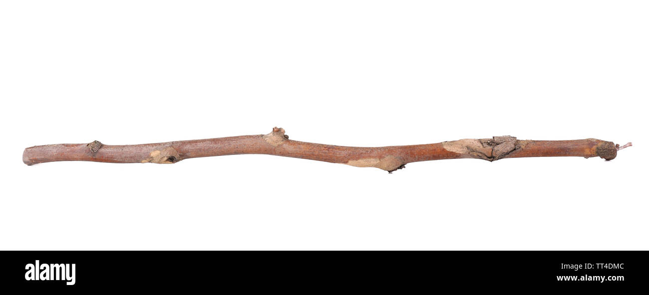 Dry tree branch isolated on white Stock Photo - Alamy