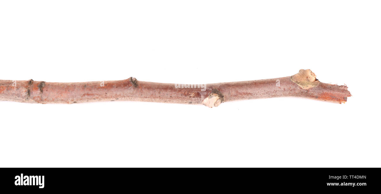 Dry tree branch isolated on white Stock Photo - Alamy