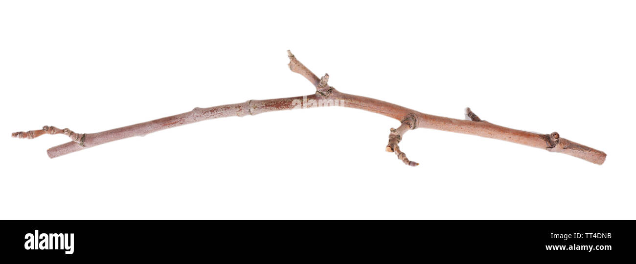 Dry tree branch isolated on white Stock Photo - Alamy