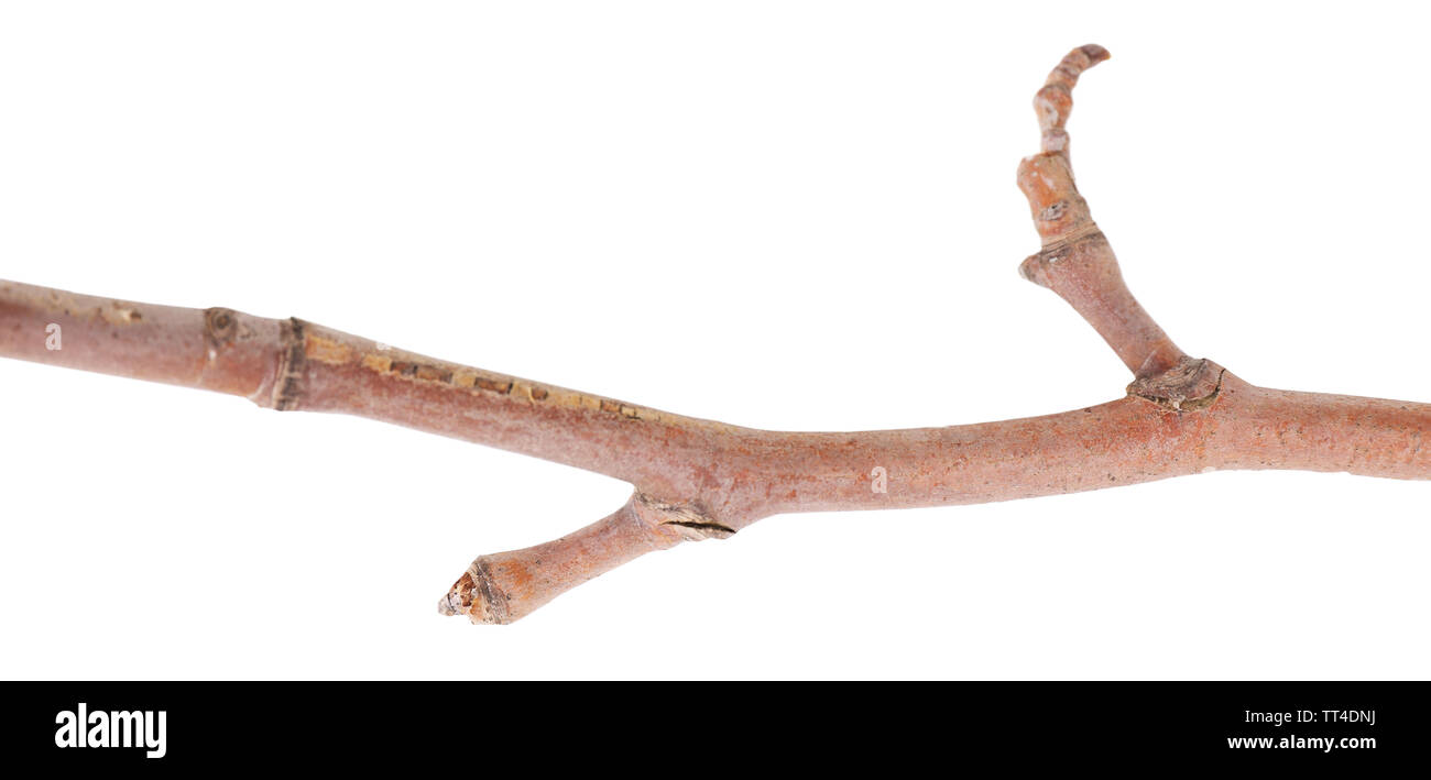 Dry tree branch isolated on white Stock Photo - Alamy
