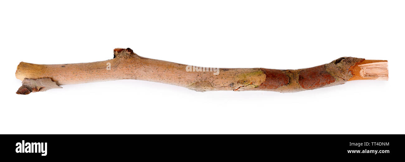 Dry tree branch isolated on white Stock Photo - Alamy