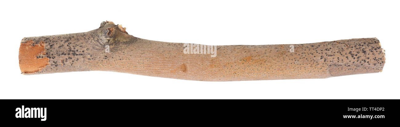 Dry tree branch isolated on white Stock Photo - Alamy