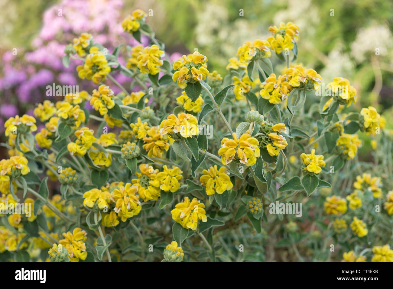 A Mediterranean shrub with bold grey leaves Jerusalem sage, Phlomis fruticosa, with hooded bright yellow flower heads on floral architectural stems Stock Photo