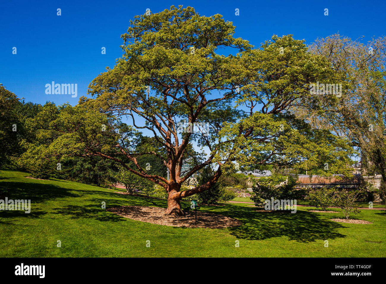 Paperbark Maple tree at the Royal Botanic Garden, Edinburgh, Scotland. Stock Photo