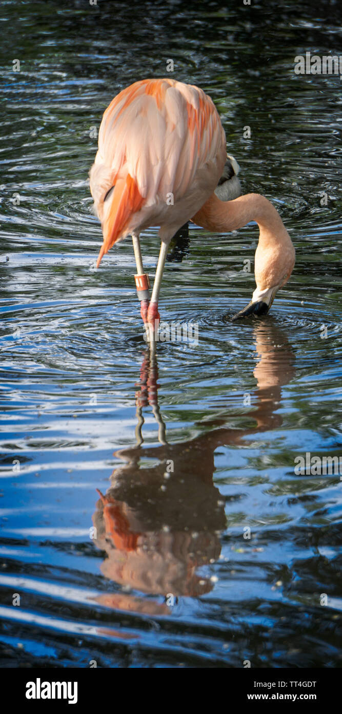 Chilean flamingo Calgary Zoo Alberta Canada Stock Photo