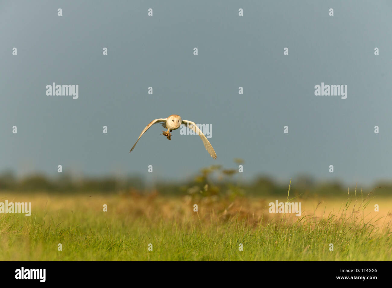 Common Barn-owl (Tyto alba) IN FLIGHT CARRYING FIELD VOLE. FARMLAND BACKGROUND. Stock Photo