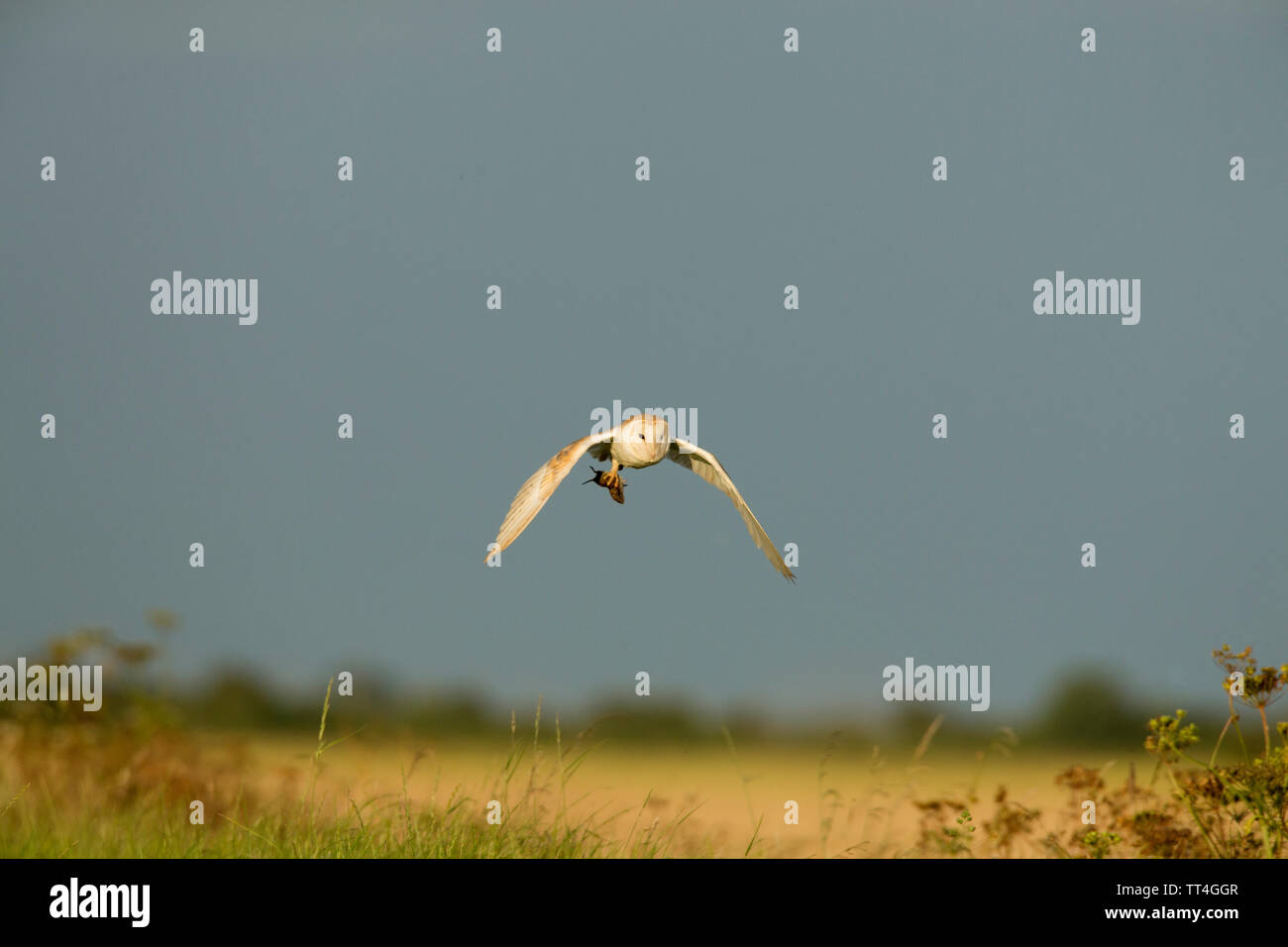 Common Barn-owl (Tyto alba) IN FLIGHT CARRYING FIELD VOLE. FARMLAND BACKGROUND. Stock Photo