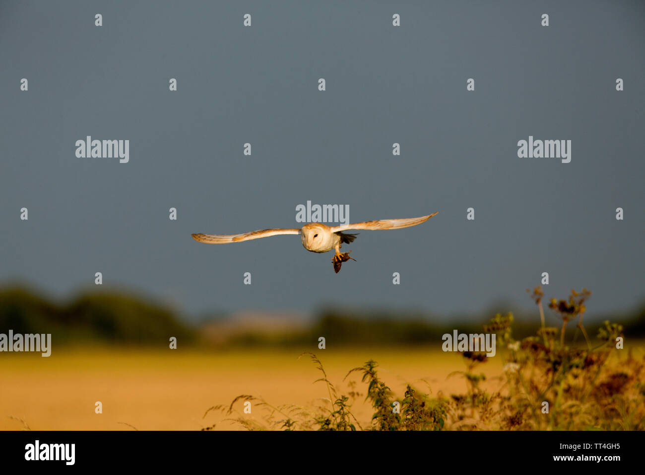 Common Barn-owl (Tyto alba) IN FLIGHT CARRYING FIELD VOLE. FARMLAND BACKGROUND. Stock Photo