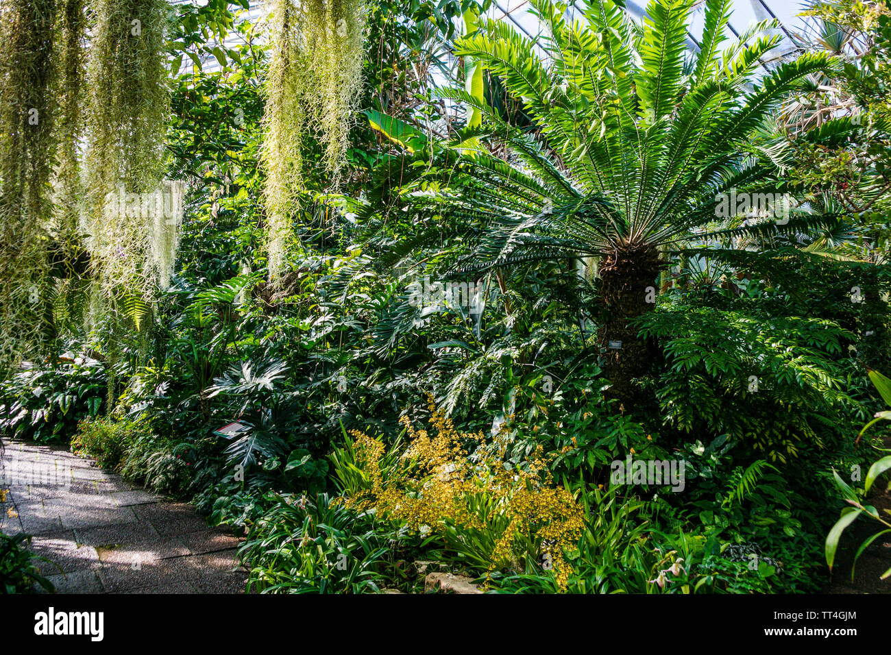 Plants in The Orchid and Cycad House at The Royal Botanic Garden, Edinburgh, Scotland. Stock Photo