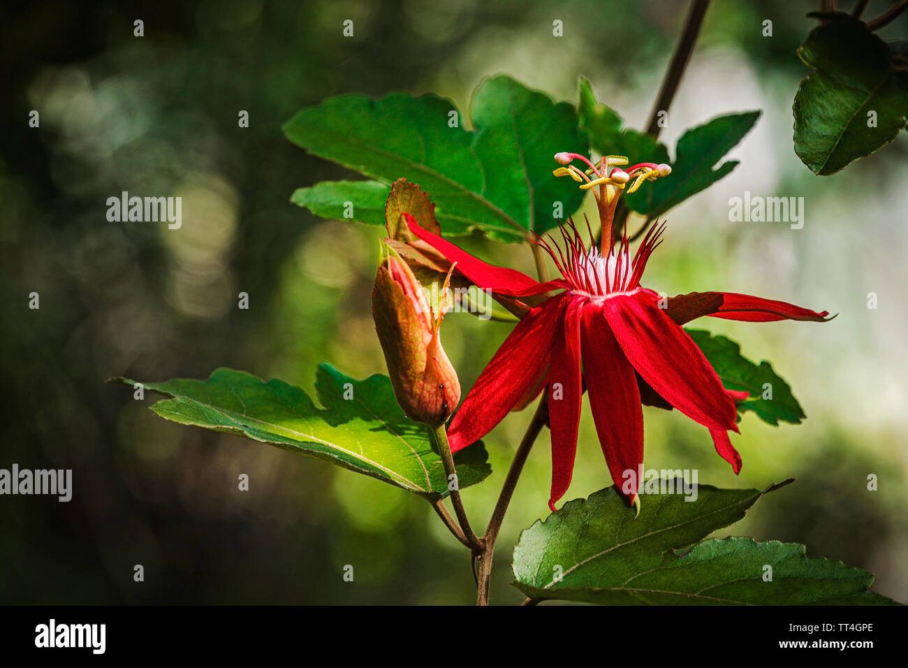 Perfumed Passionflower in The Orchid and Cycad House at the Royal Botanic Garden, Edinburgh, Scotland. Stock Photo