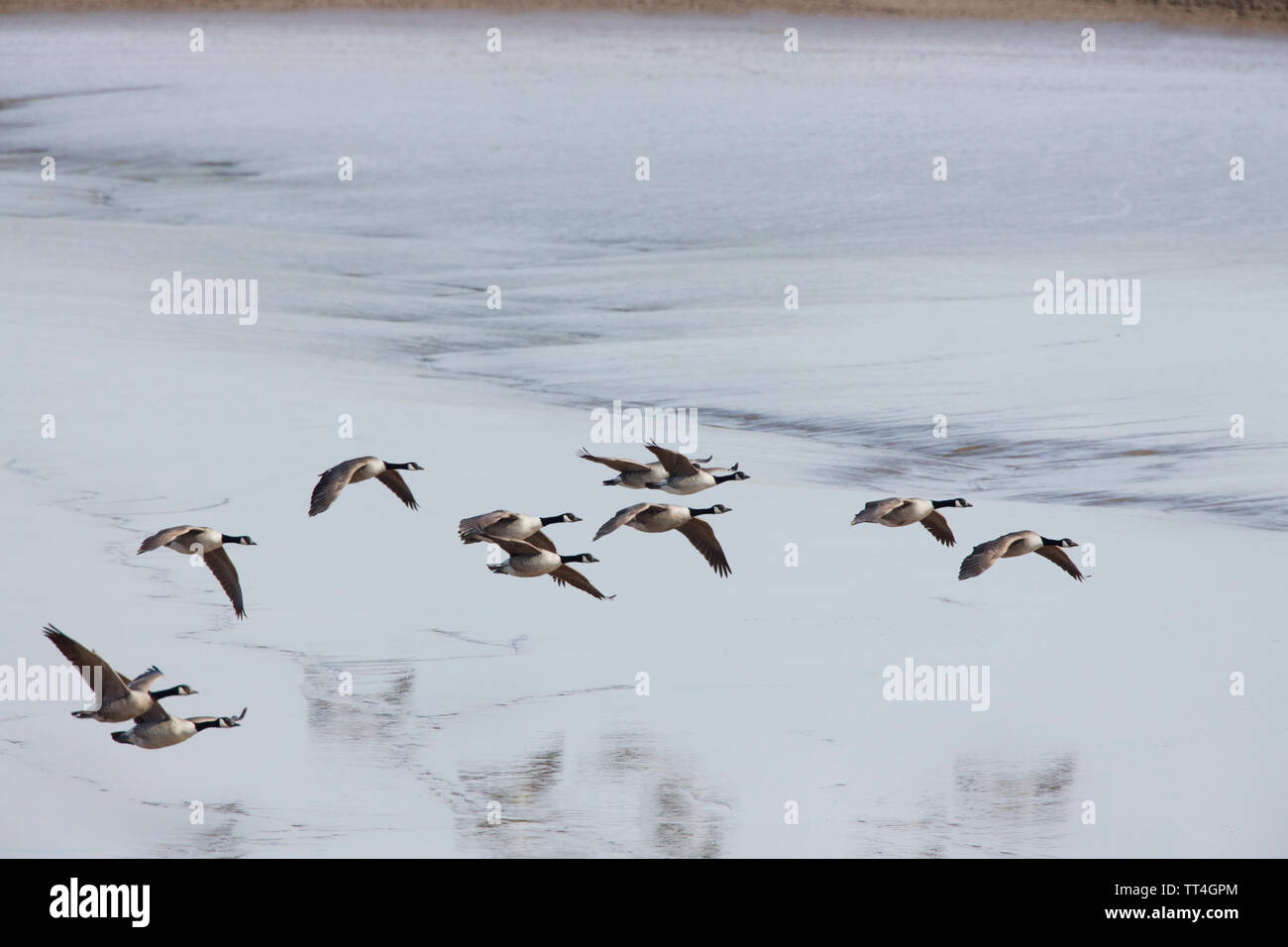 Canada goose donostia festibala Clearance