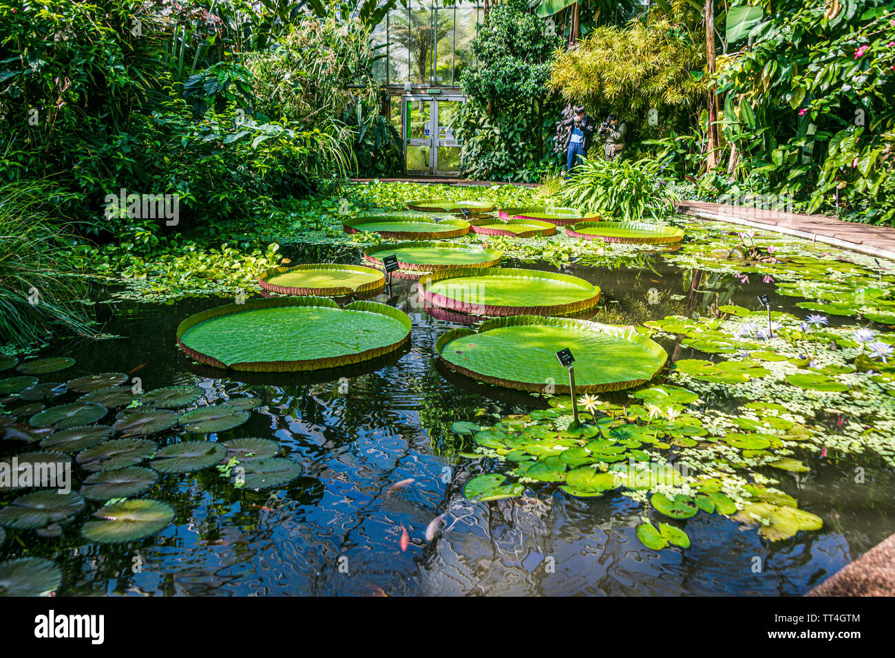 Victoria Longwood Hybrid Waterlilies in the Plants & People House at