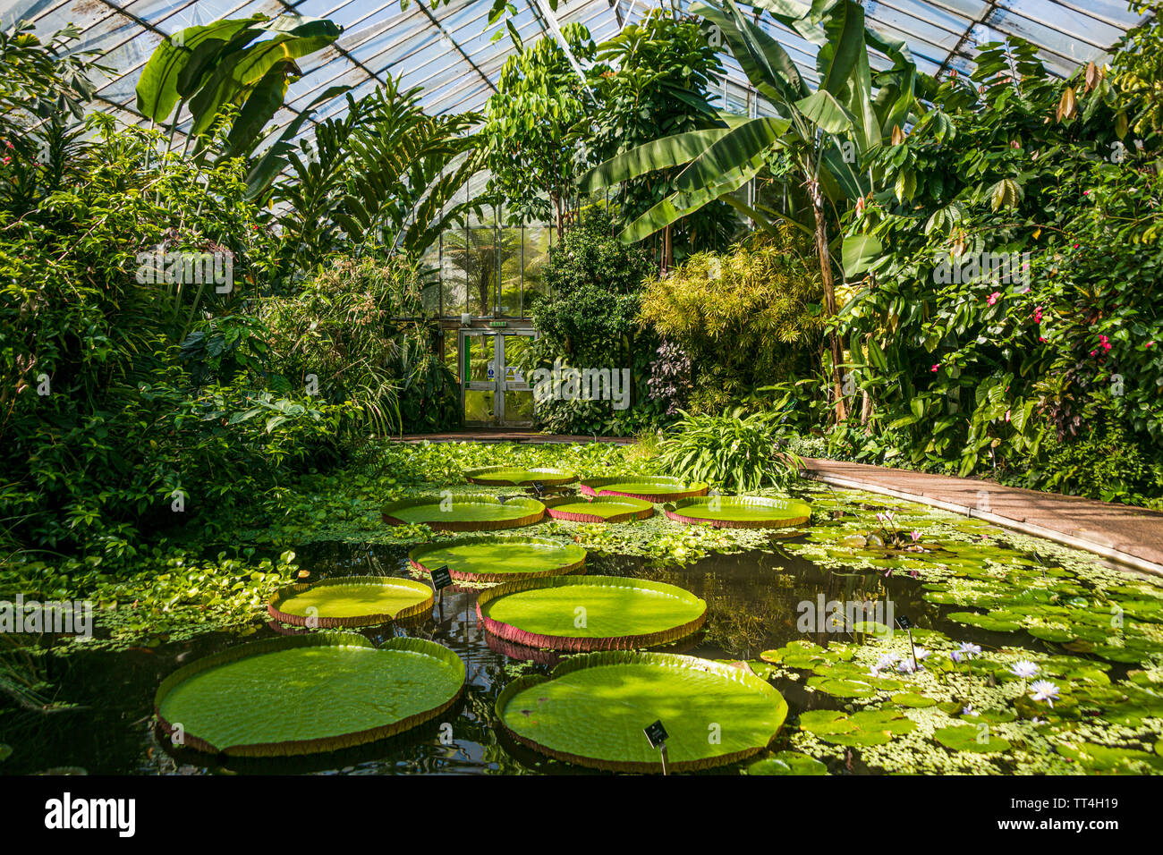 Victoria Longwood Hybrid Waterlilies in the Plants & People House at