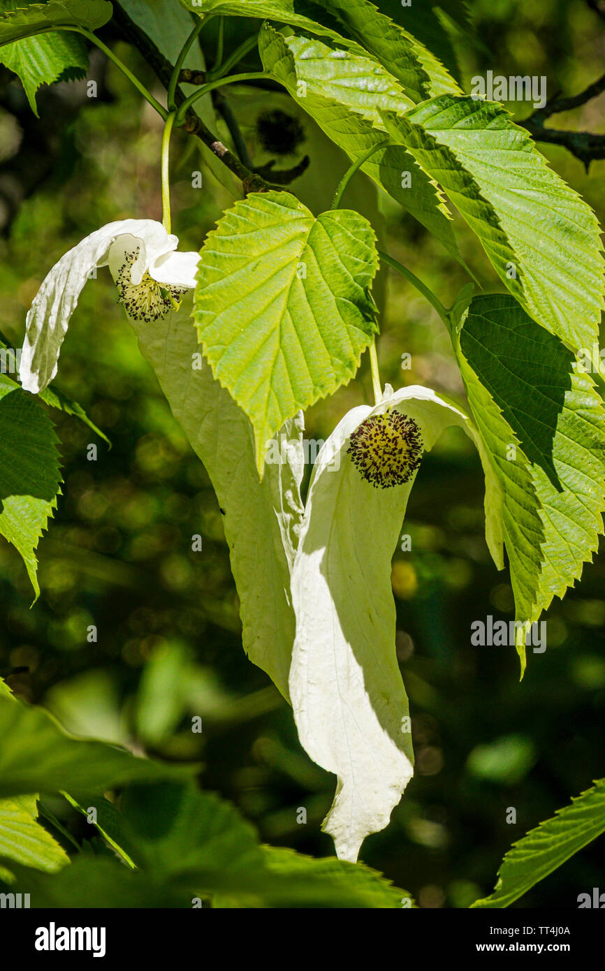Handkerchief tree flowers, Royal Botanic Garden, Edinburgh, Scotland. Stock Photo