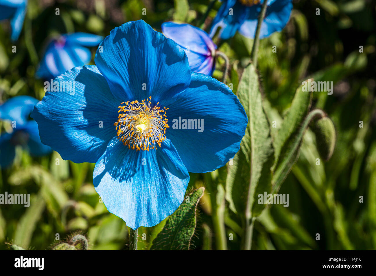 Himalayan Blue Poppies in the Lower Woodland Garden, Royal Botanic Garden, Edinburgh, Scotland. Stock Photo