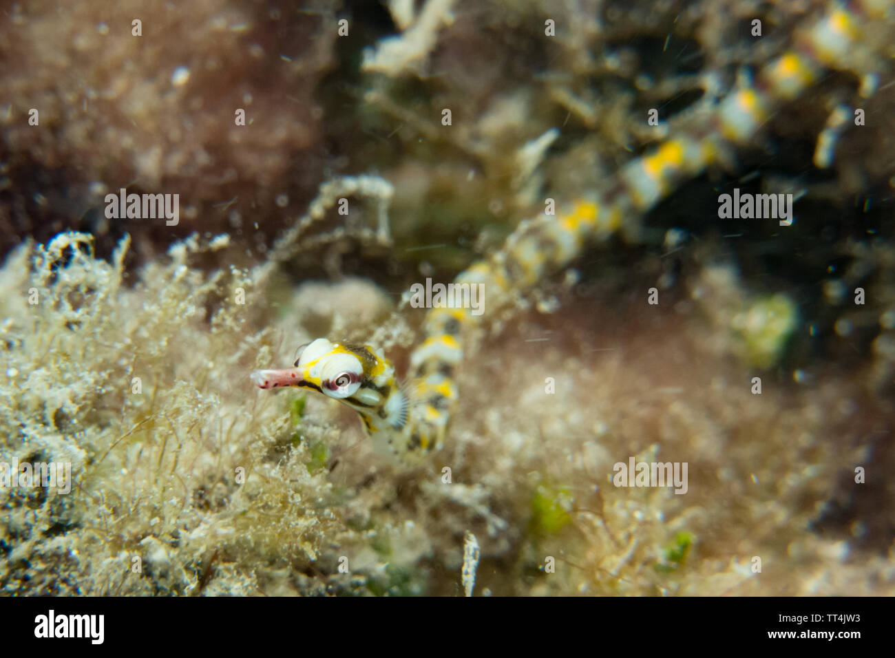 Network pipefish in the shallows while snorkeling at Huahine Island, French Polynesia Stock Photo