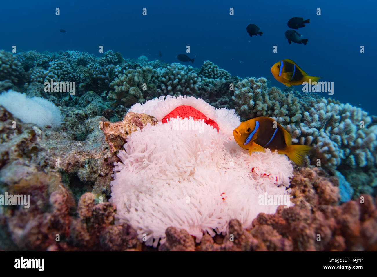 Orange-fin anemonefish in a bleached anemone while Scuba diving in Bora Bora, French Polynesia Stock Photo