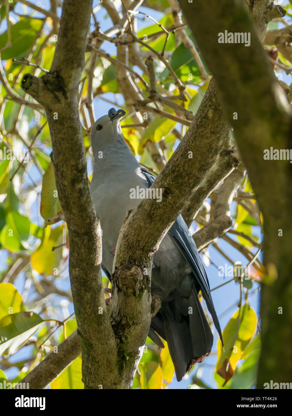 Polynesian Imperial Pigeon, Ducula aurorae, endemic to Makatea French Polynesia Stock Photo