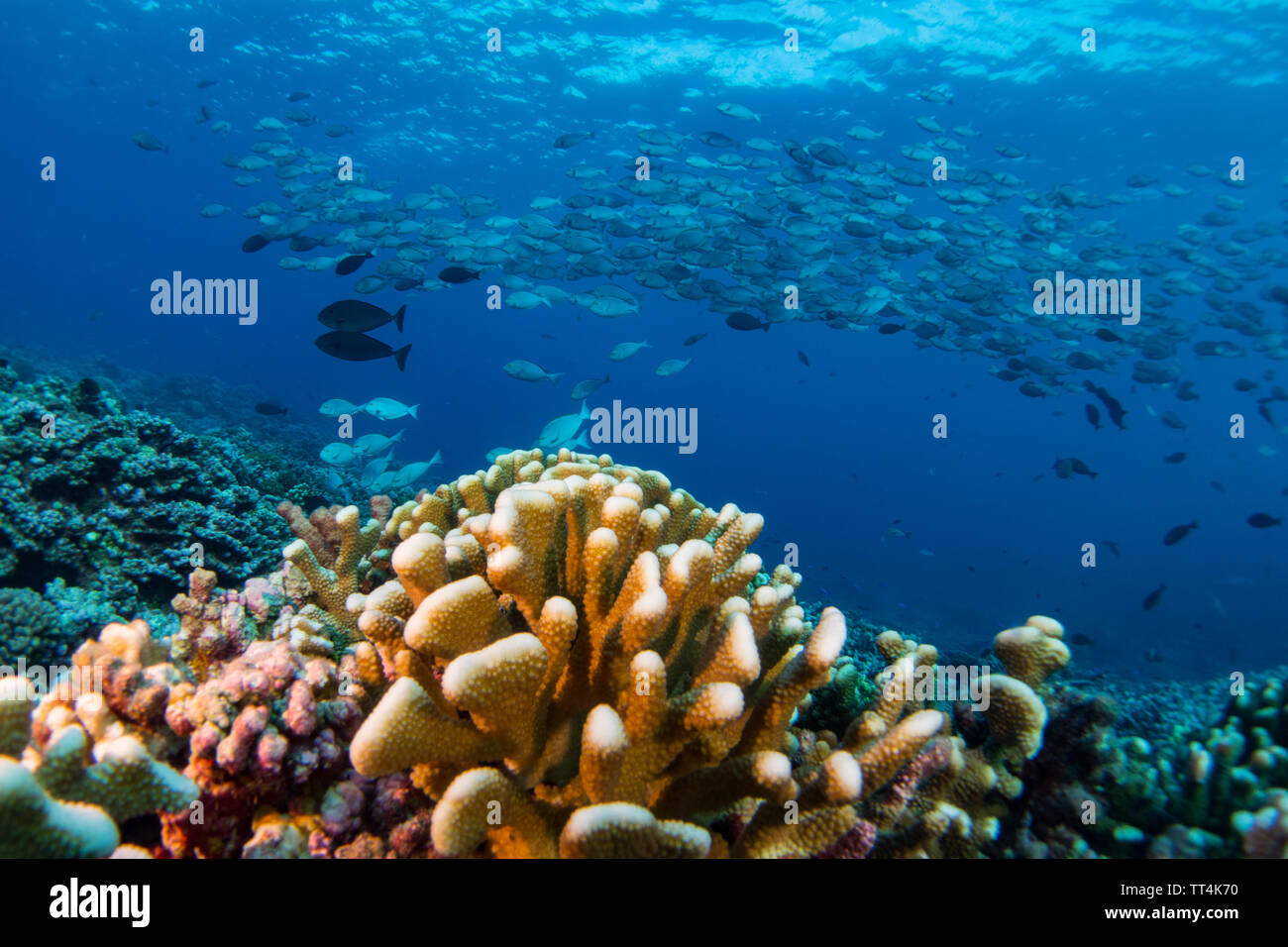 A large school of surgeonfish above the coral while SCUBA diving at Fakarava Atoll, French Polynesia South Pacific Stock Photo
