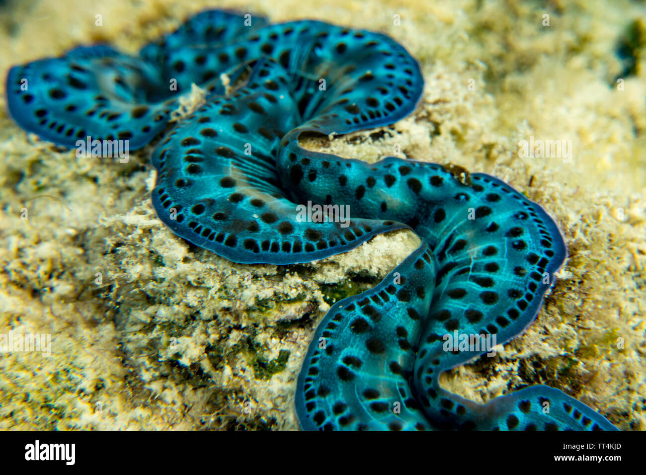 Tridacna clam of with brilliant blue mantle in the shallows of Huahine Island, French Polynesia Stock Photo