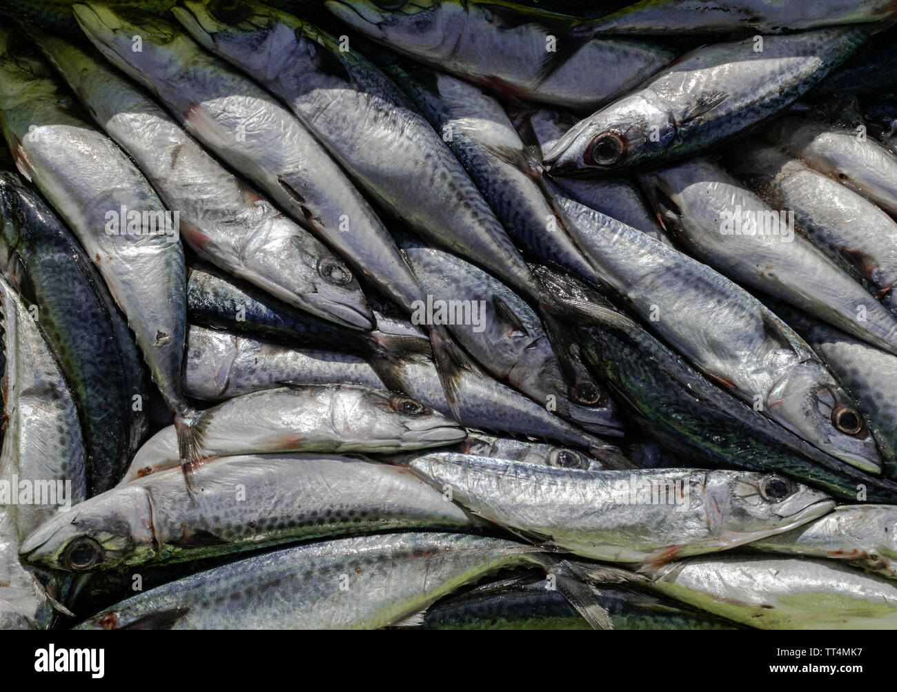 Spanish mackerel bait hi-res stock photography and images - Alamy