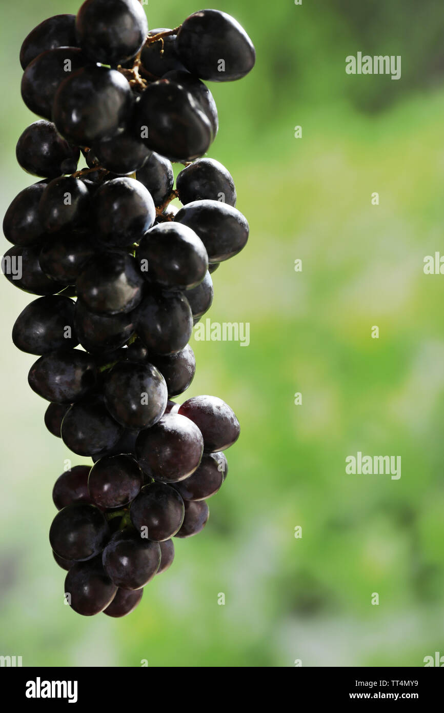 Purple grape on natural background Stock Photo - Alamy