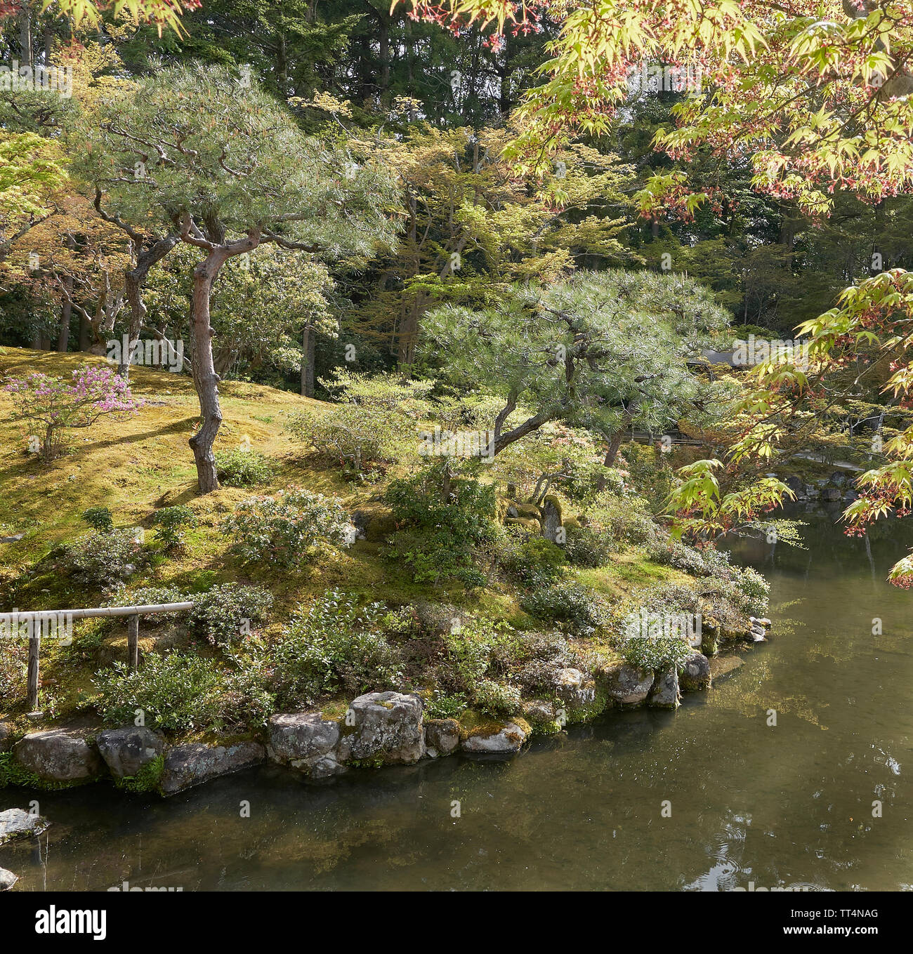 Japanese garden with a pond and backlit maple  and pine trees. Stock Photo